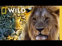 Nat Geo Animals logo