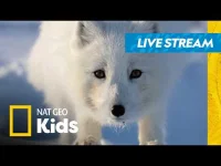 Nat Geo Kids logo