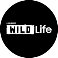 Samsung Wildlife logo