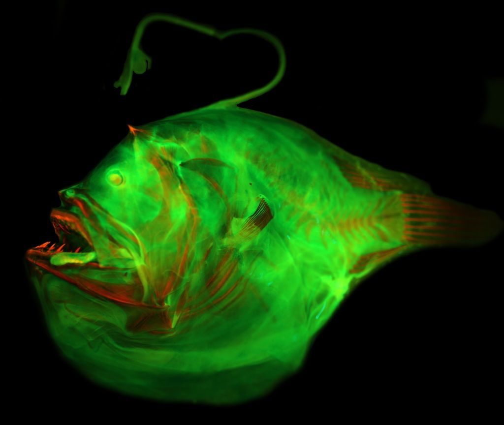 How the lure’s dual function emerged in deep-sea anglerfish