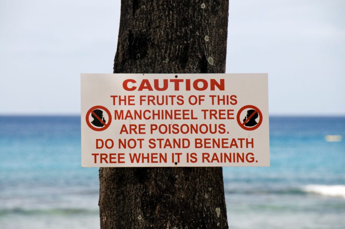 How the tree’s toxicity affects humans