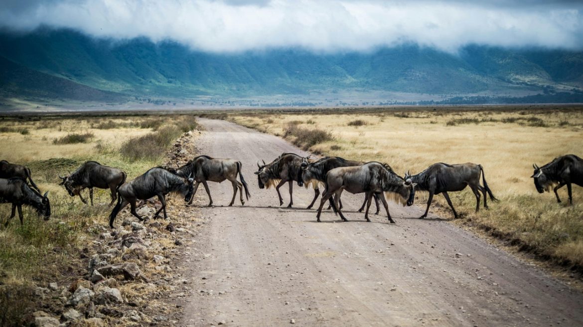 Inside Tanzania's Great Migration as 1.5 million animals head north
