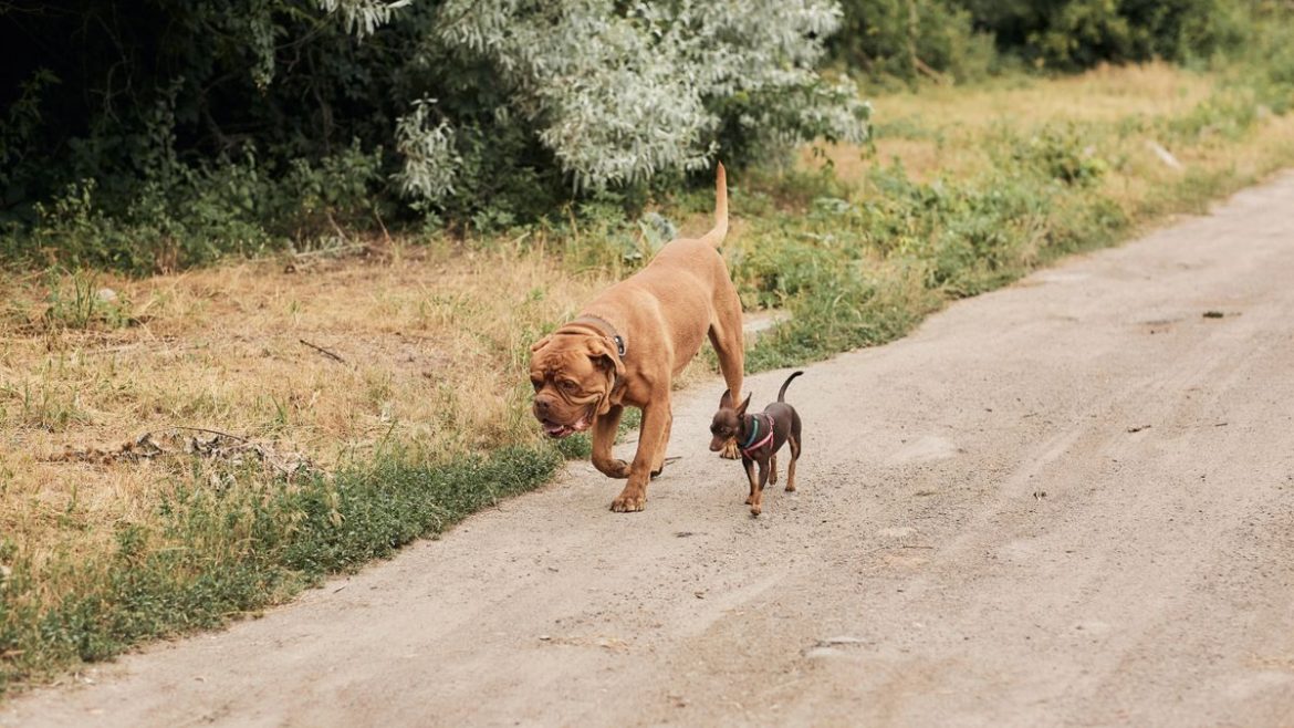 The Myth of Small-Dog Longevity